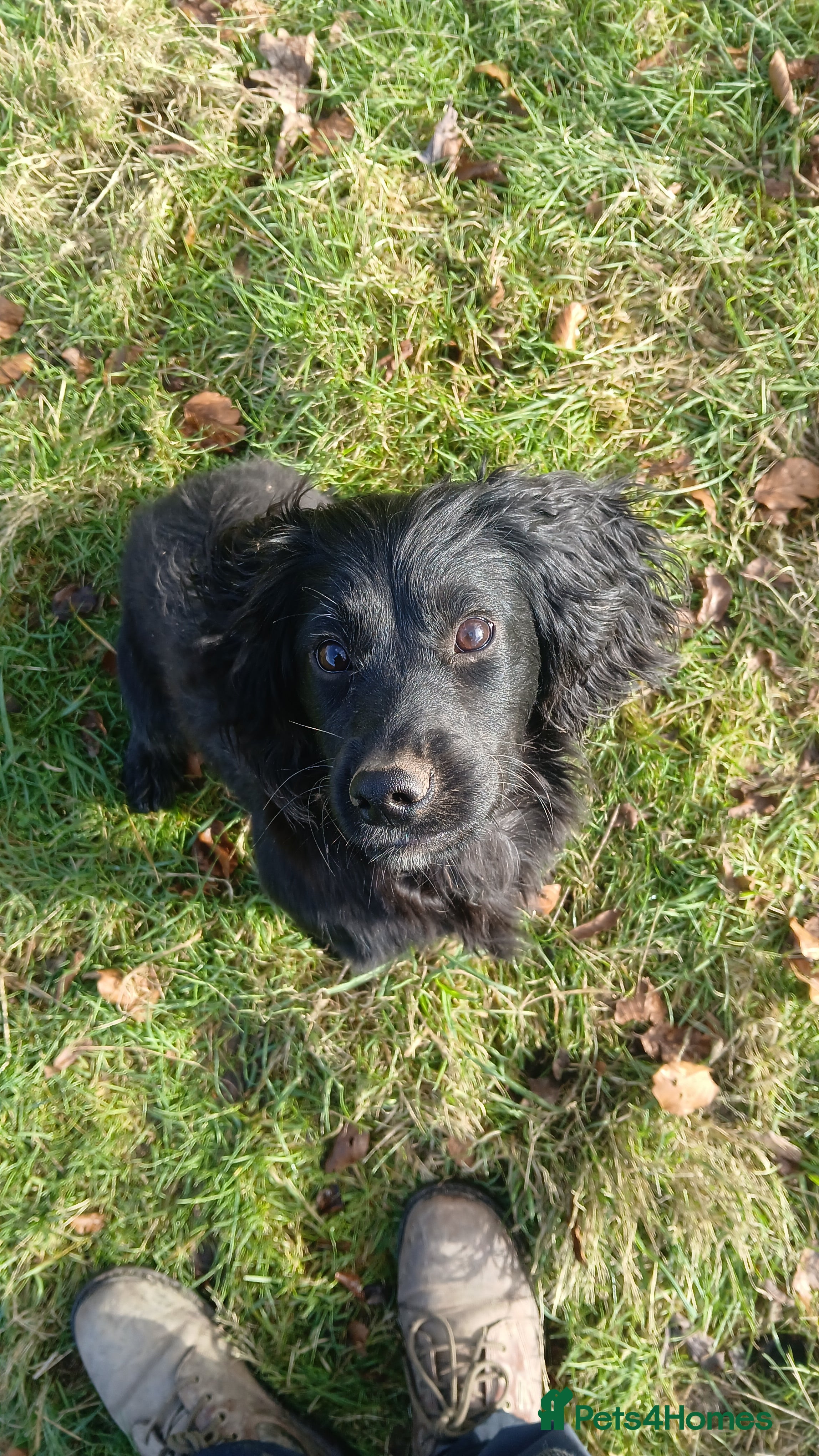 Cocker Spaniel dogs Working cocker pup  - Advert 7
