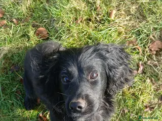 Cocker Spaniel dogs Working cocker pup - Advert 7