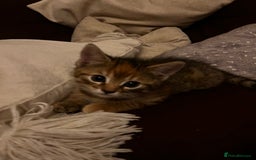 Domestic Shorthair cats for sale: 2 gorgeous tabby girls left - Image 5