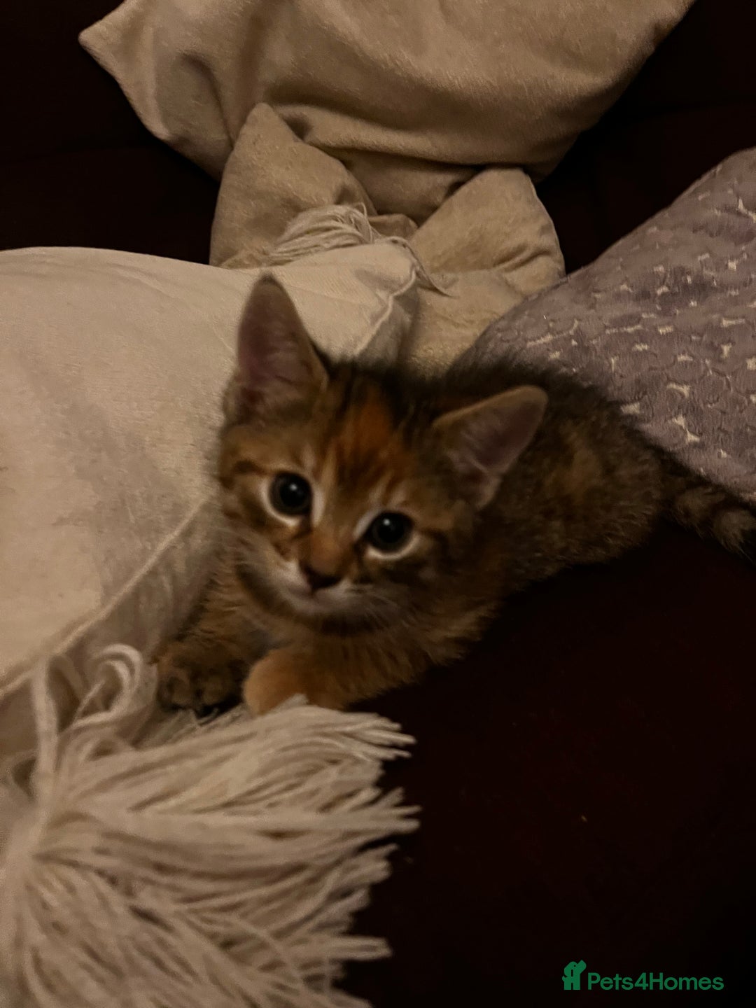 Domestic Shorthair cats for sale: 2 gorgeous tabby girls left - Image 5