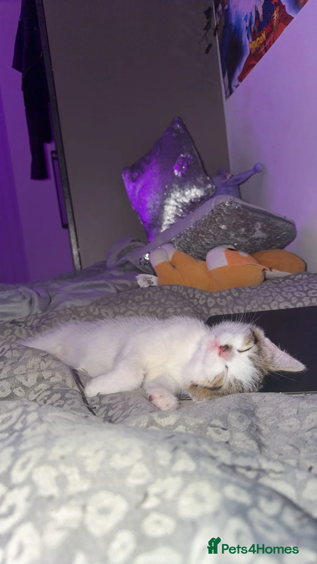 Mixed Breed cats for sale: Playful male mixed breed  - Advert 2