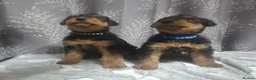 Airedale Terrier dogs for sale: Gorgeous Airedale Litter! - Advert 13