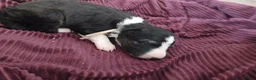 Border Collie dogs for sale: 1 beautiful boy left - Advert 11