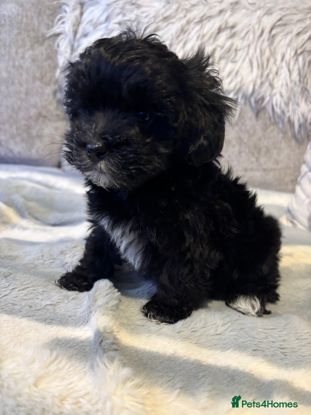 Maltipoo dogs for sale: Beautiful little maltipoo  - Advert 31