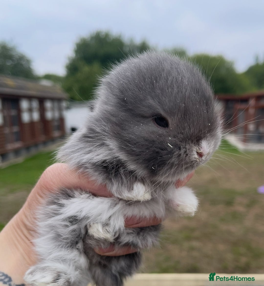 Mini Lop rabbits for sale: Baby mini lops ready to reserve !! - Image 26