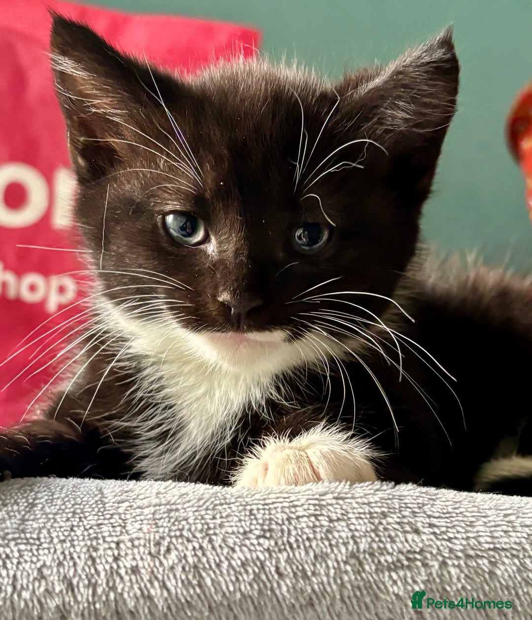Domestic Shorthair cats for adoption: -Adopt from Cats in Crisis East London  - Image 11