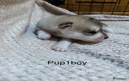 Utonagan dogs for sale: Siberian husky x malamute puppies - Image 10