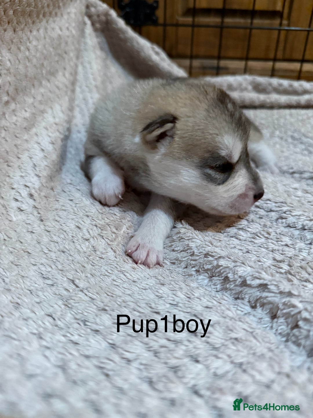 Utonagan dogs for sale: Siberian husky x malamute puppies - Image 10