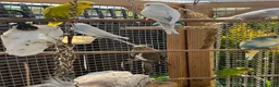 Budgerigars birds for sale: budgies & cockatiels  - Advert 8