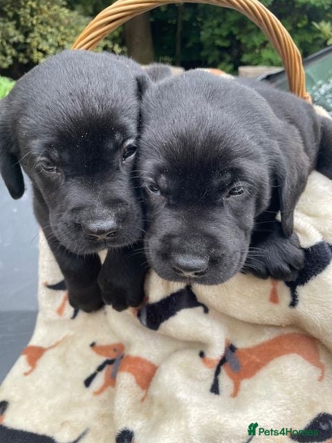 Labrador Retriever dogs THESE 2 PUPS ARE LOOKING FOR A LOVING FAMILY HOME - Advert 2