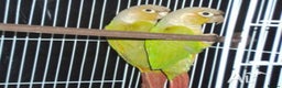 Conures birds for sale: Pineapple conures - Advert 2