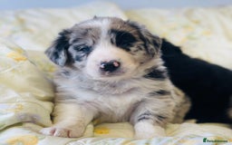 Border Collie dogs for sale: Border collie puppies  - Image 1