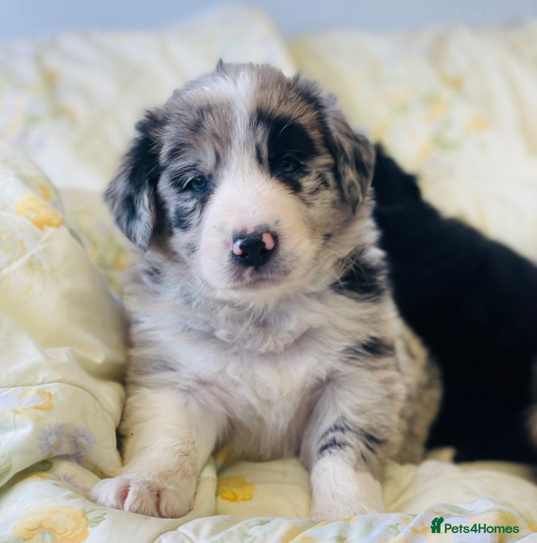 Border Collie dogs for sale: Border collie puppies  - Image 1