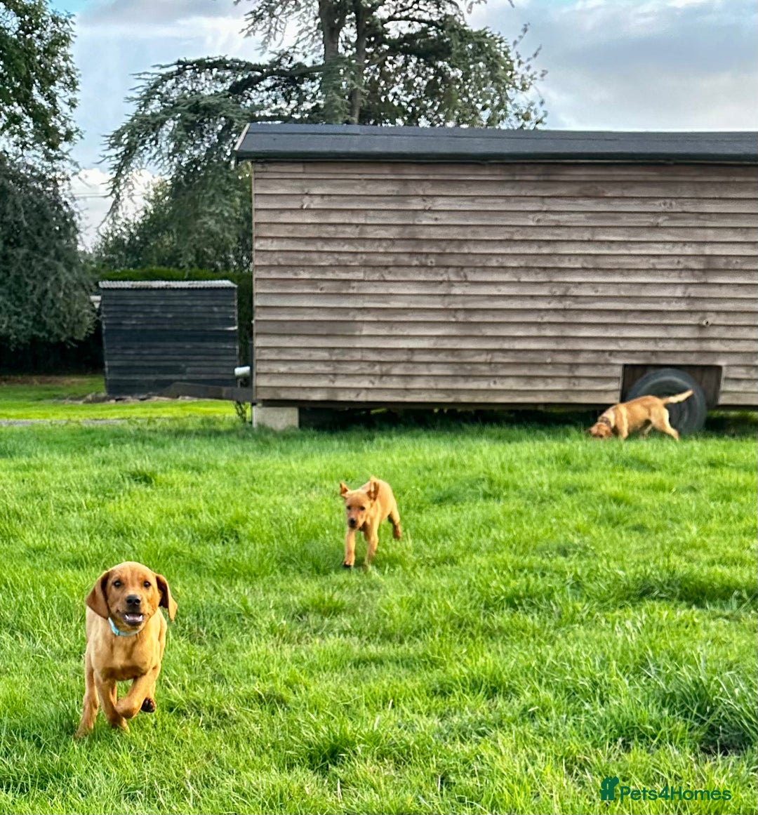 Labrador Retriever dogs for sale: Amazing Red/Black Lab Pups To Loving Pet Families - Image 6
