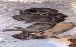 French Bulldog dogs for sale: Fench bulldog - Image 3