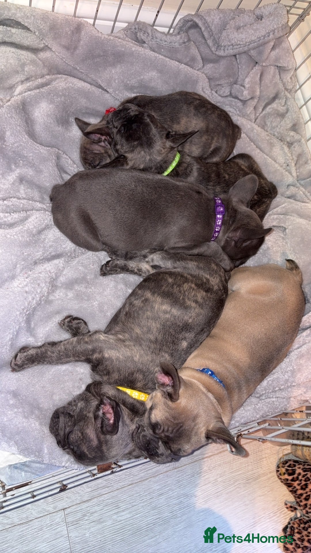 French Bulldog dogs for sale: Fench bulldog - Image 3