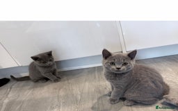 British Shorthair cats for sale: Pure GCCF Reg.British Shorthair Kittens  in Lincoln - Image 5