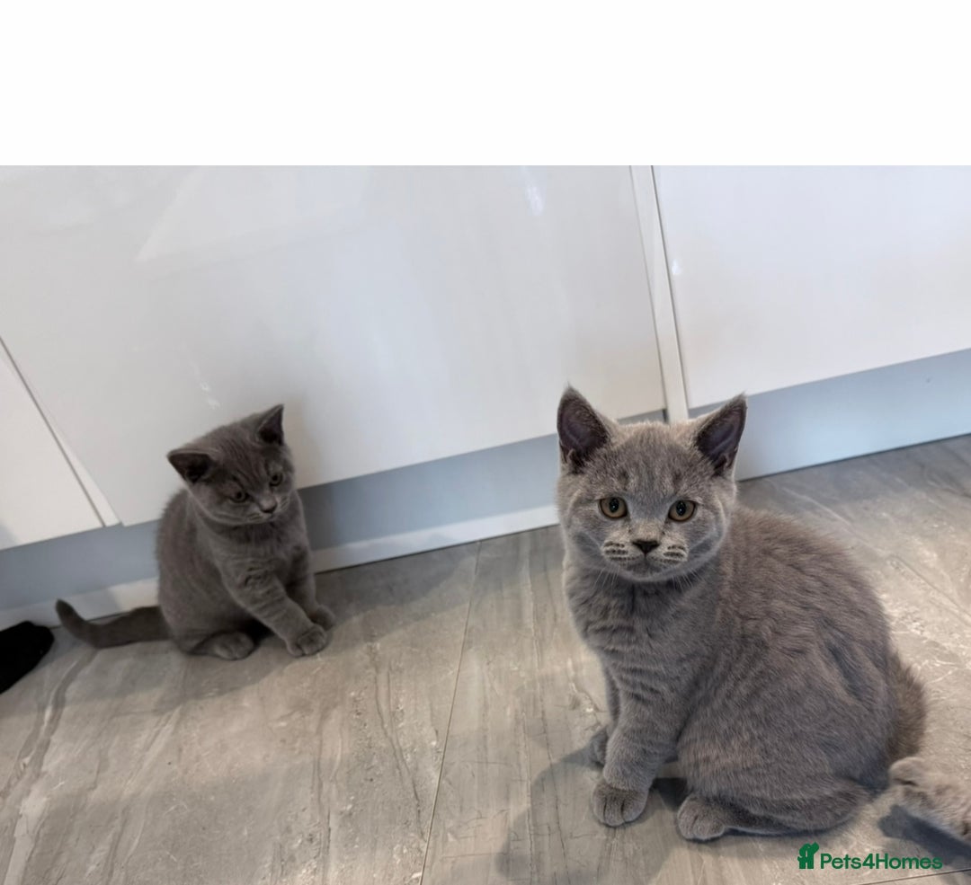 British Shorthair cats for sale: Pure GCCF Reg.British Shorthair Kittens  in Lincoln - Image 5