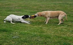 English Springer Spaniel dogs for sale: Springer spaniel  - Image 3