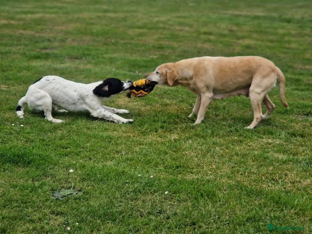 English Springer Spaniel dogs for sale: Springer spaniel  - Image 3
