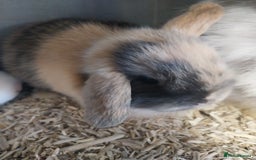 Mini Lop rabbits for sale: Mini lop rabbits  - Image 3