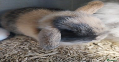 Mini Lop rabbits - Advert 6