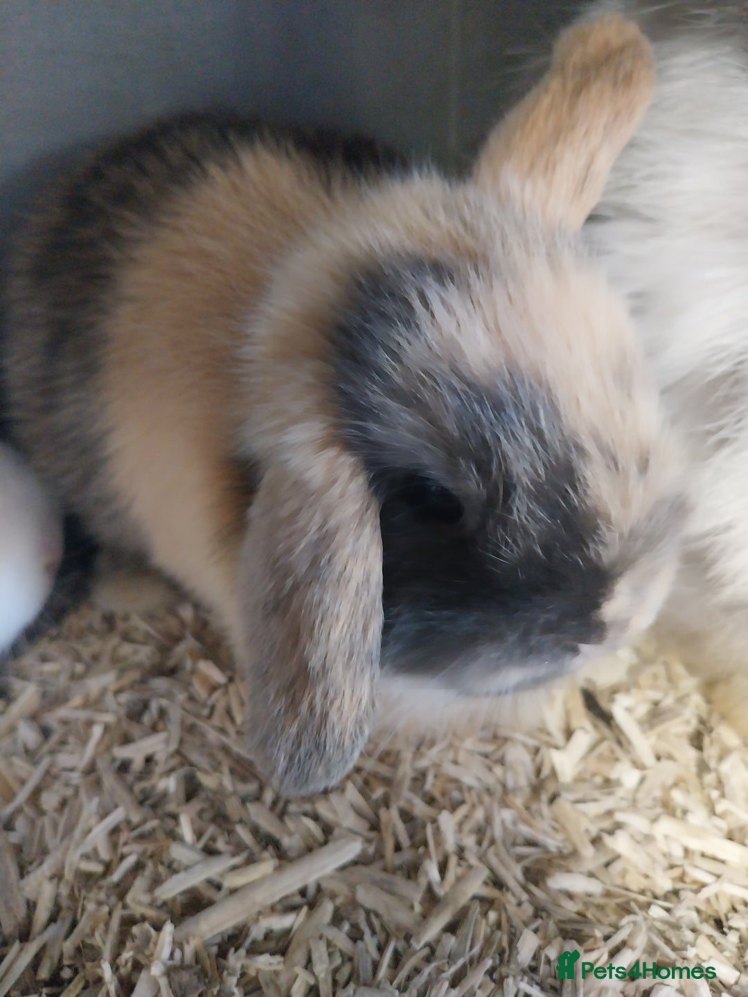 Mini Lop rabbits for sale: Mini lop rabbits  - Image 3