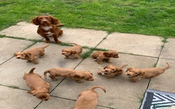 Cocker Spaniel dogs for sale: 🧡 Waiting List OPEN! 🧡 Fox Red WCS - Image 5