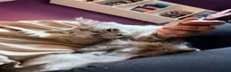 Maine Coon cats for sale: TICA Registered Maine Coon Kittens - Advert 8