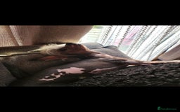 Mixed Breed dogs for sale: Tiny hairless Chinese crested/chihuahua pup  - Image 23
