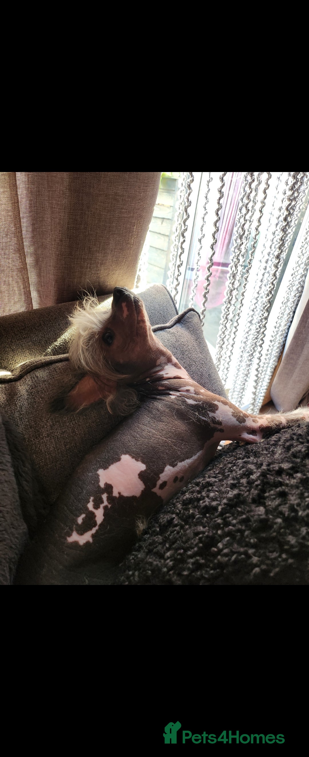 Mixed Breed dogs for sale: Tiny hairless Chinese crested/chihuahua pup  - Image 23