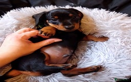 Miniature Dachshund dogs for sale: Miniature short haired daschunds  - Image 9
