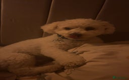Bichon Frise dogs for sale: gorgeous bichon frise - Image 5