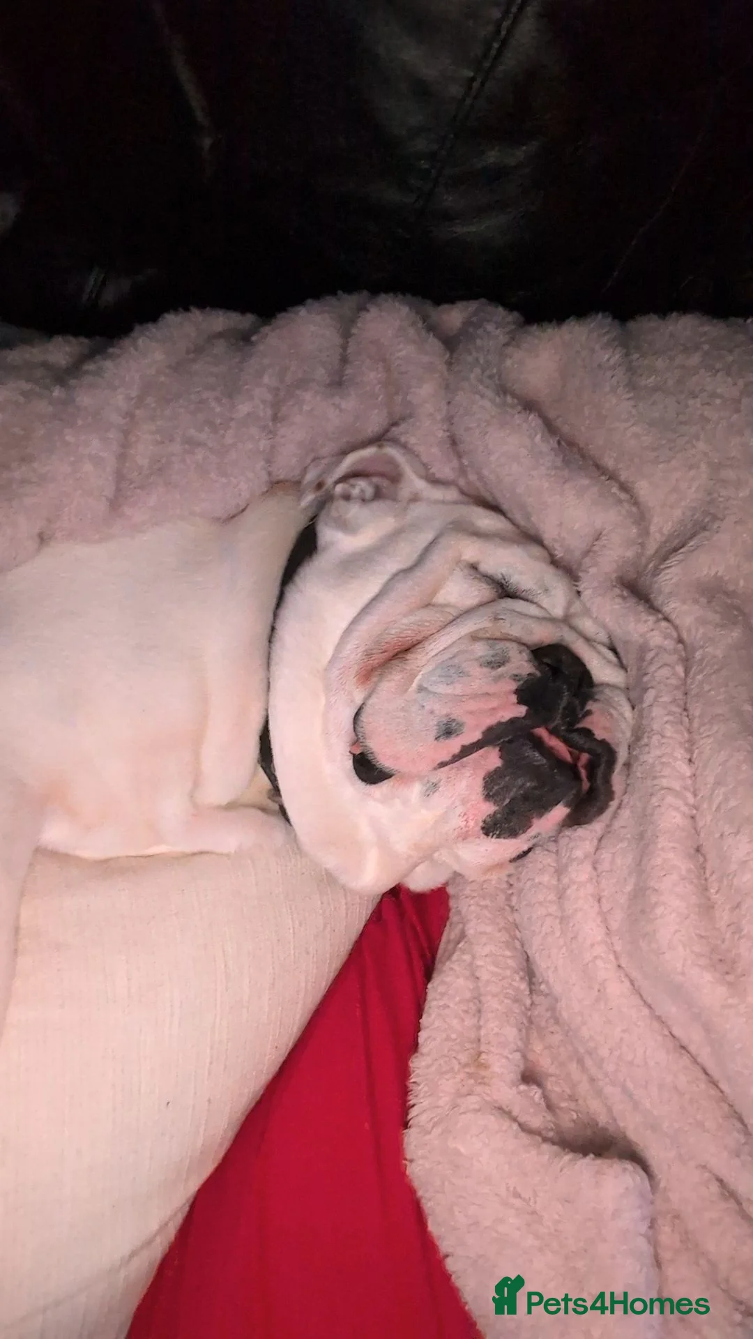 English Bulldog dogs for sale: 4 year old male English bulldog - Advert 5