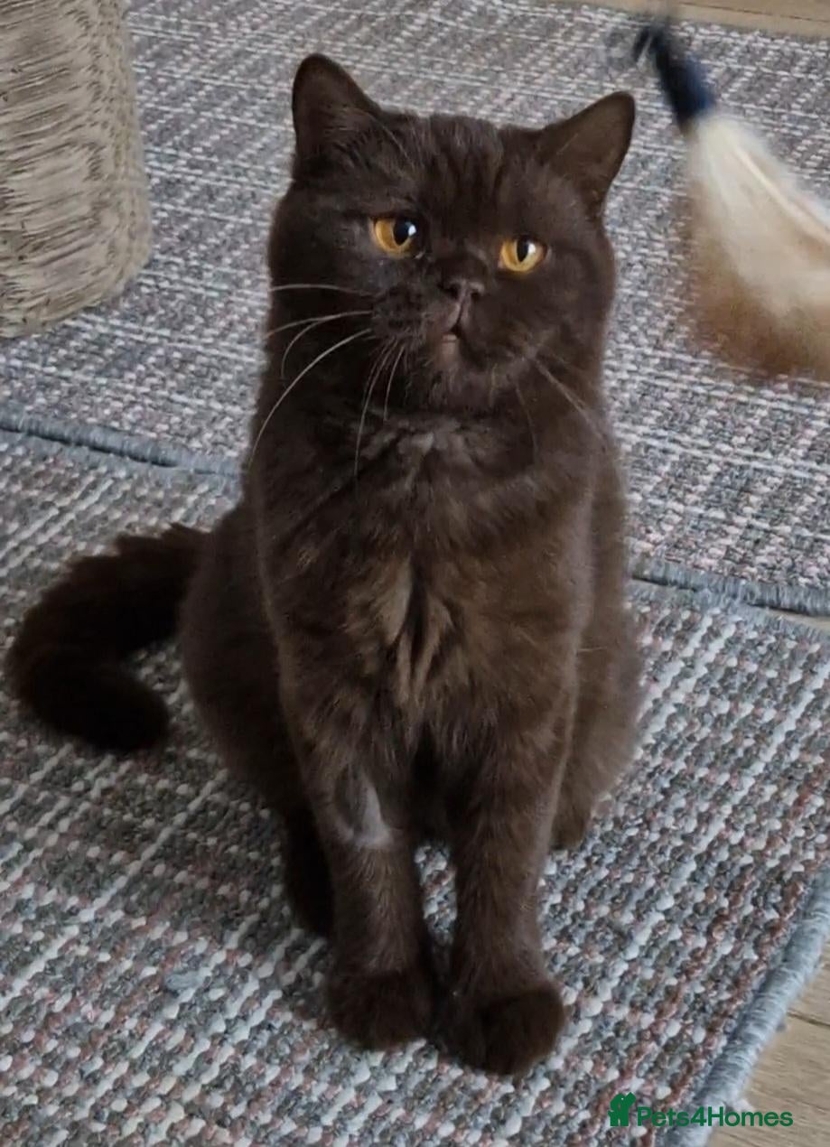British Shorthair cats Chocolate girl British Shorthair - Advert 1