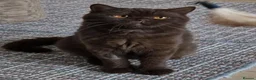 British Shorthair cats for sale: Chocolate girl British Shorthair - Advert 1