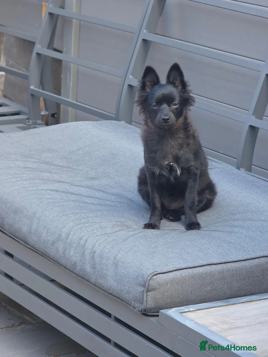 Pomeranian dogs for sale: Beautiful black pomeranian fox face  - Advert 2
