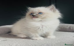 Ragdoll cats for sale: Champion bloodline,full pedigree last Ragdoll boy  - Image 8