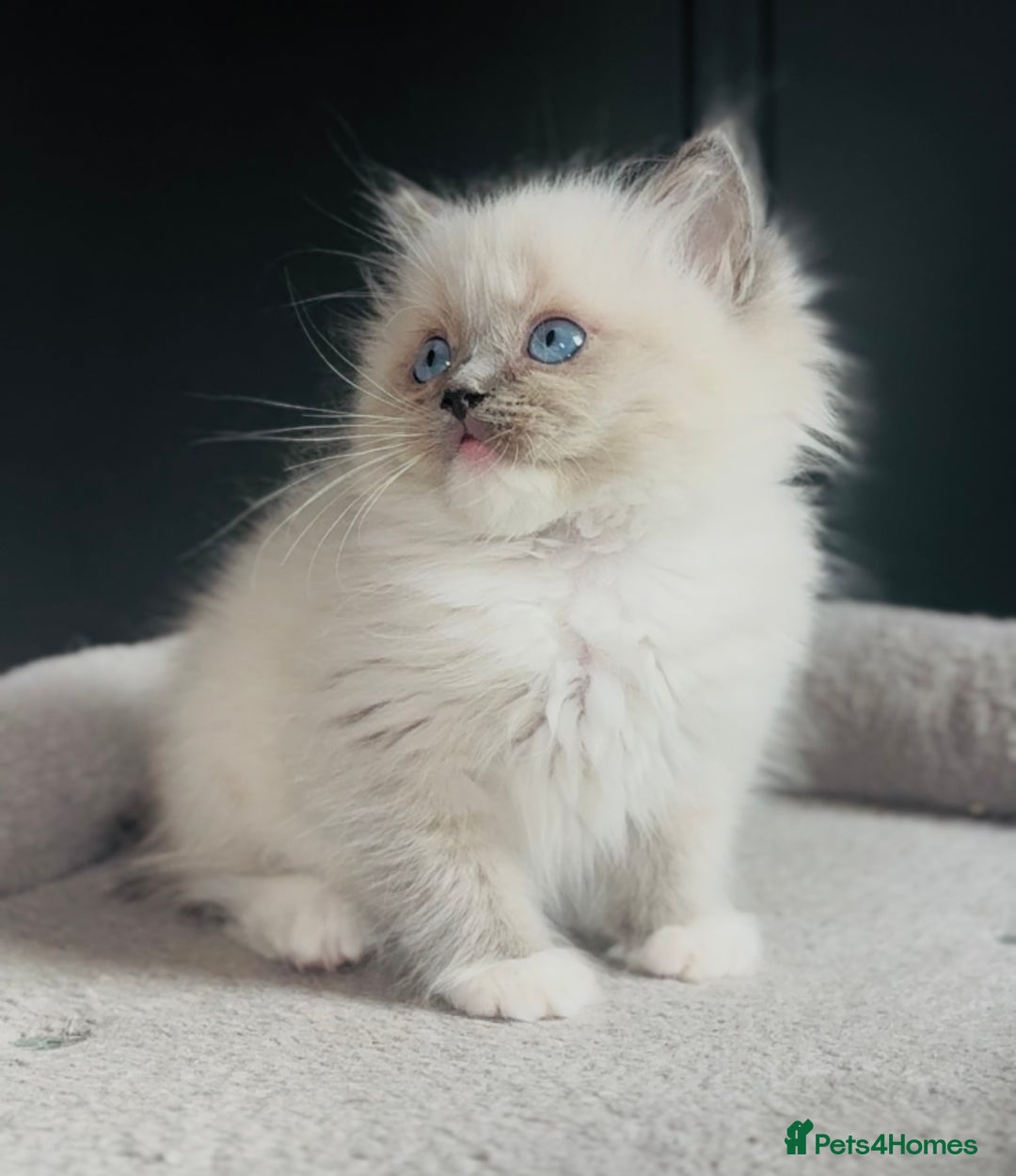 Ragdoll cats for sale: Champion bloodline,full pedigree last Ragdoll boy  - Image 8