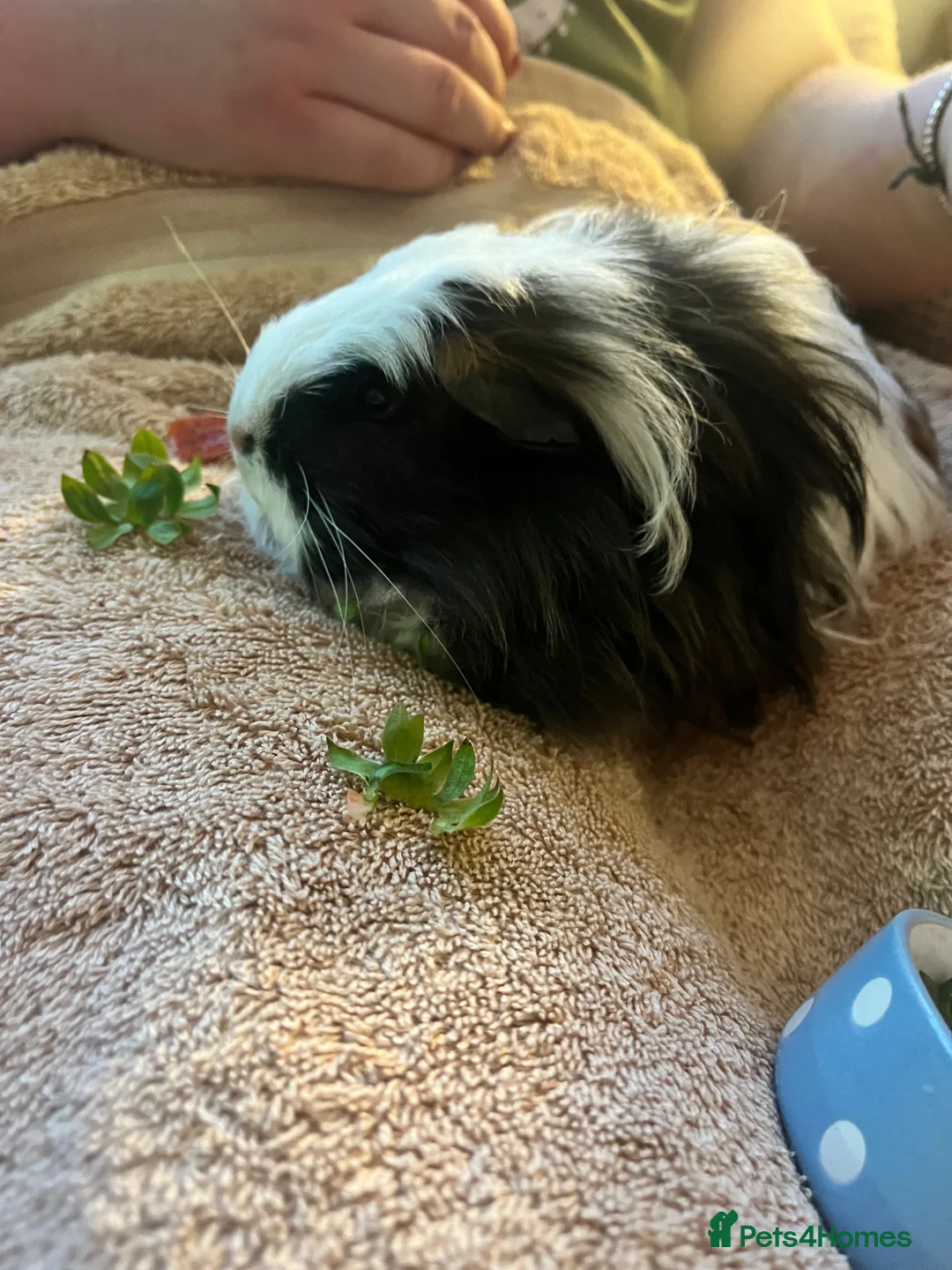 Guinea Pig rodents for sale: Baby girl tri-colour guinea pig  - Advert 2