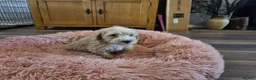 Mixed Breed dogs for sale: Cockerpoo/schnauzer - Advert 22