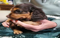 Cocker Spaniel dogs for sale: Adorable cocker spaniel puppies - Image 2