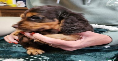 Cocker Spaniel dogs - Advert 3