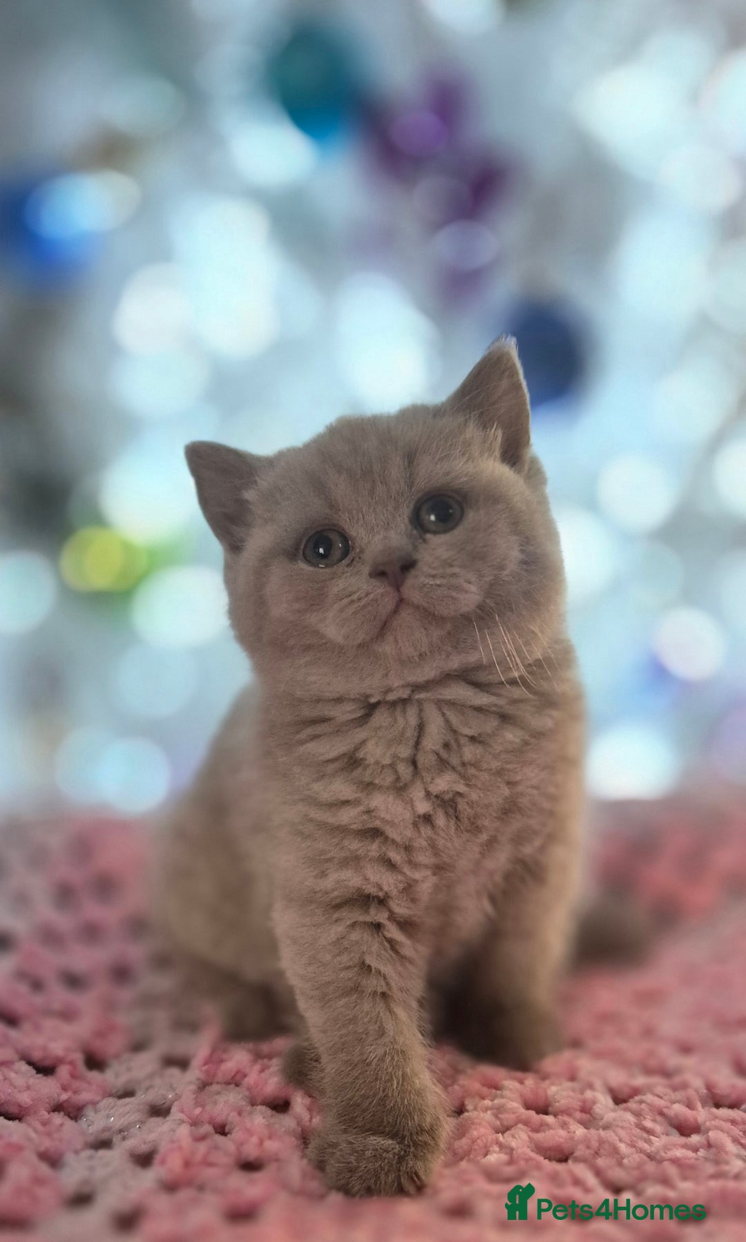 British Shorthair cats for sale: **Stunning TICA Registered Kittens** - Advert 11