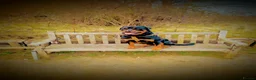 Rottweiler dogs for sale: Rottweiler puppy's X2 Boys  - Advert 17