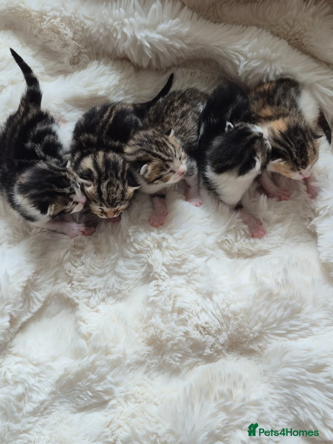 Mixed Breed cats for sale: Kitty's 😻 - Advert 2