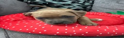 American Bully dogs for sale: American bully puppies  - Advert 13