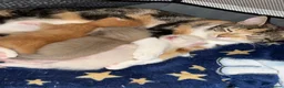 Mixed Breed cats for sale: Beautiful boy kitten in Alton - Advert 3
