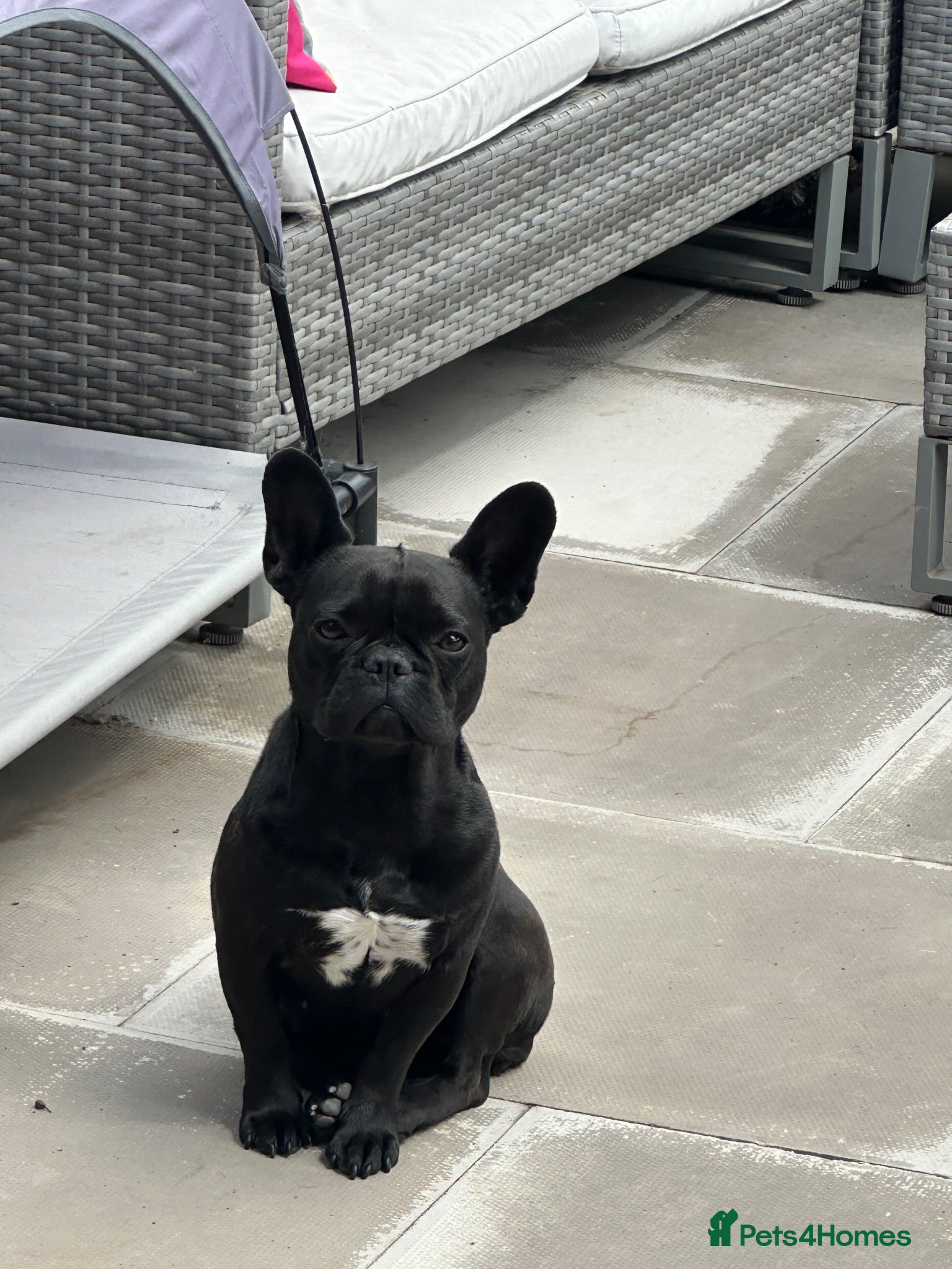French Bulldog dogs French bulldog  - Advert 1