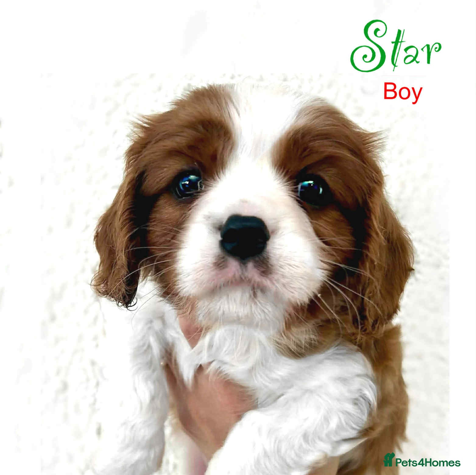 Cavalier King Charles Spaniel dogs Beautiful Cavalier King Charles Puppies - Advert 6